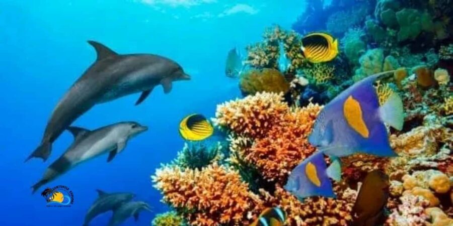 Nungwi: Mnemba Atoll Dolphins and Snorkeling Tour - What to Expect on This Tour