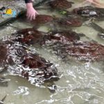 Nungwi: Swimming with Turtles at The Lagoons Zanzibar - The Value of This Experience