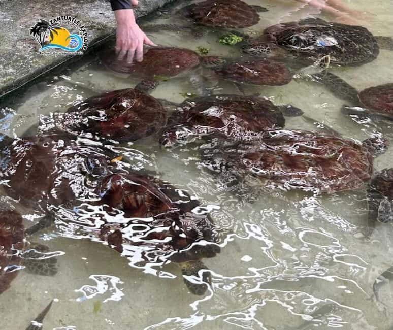 Nungwi: Swimming with Turtles at The Lagoons Zanzibar - The Value of This Experience