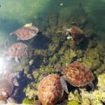 Nungwi: Turtle Sanctuary Visit and Sunset Dhow Cruise - Discovering Nungwis Charm