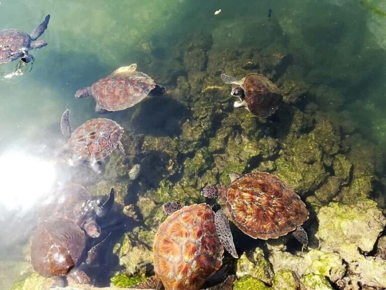 Nungwi: Turtle Sanctuary Visit and Sunset Dhow Cruise - Discovering Nungwis Charm