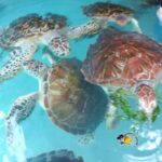 Nungwi Village Tour and Turtle Swim at The Lagoons Zanzibar - Discovering Zanzibar’s Maritime Heritage at the Dhow Yard