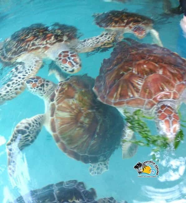 Nungwi Village Tour and Turtle Swim at The Lagoons Zanzibar - Discovering Zanzibar’s Maritime Heritage at the Dhow Yard