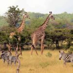 Nyerere National Park: Day Flying Safari from Zanzibar - Why This Tour Offers Great Value