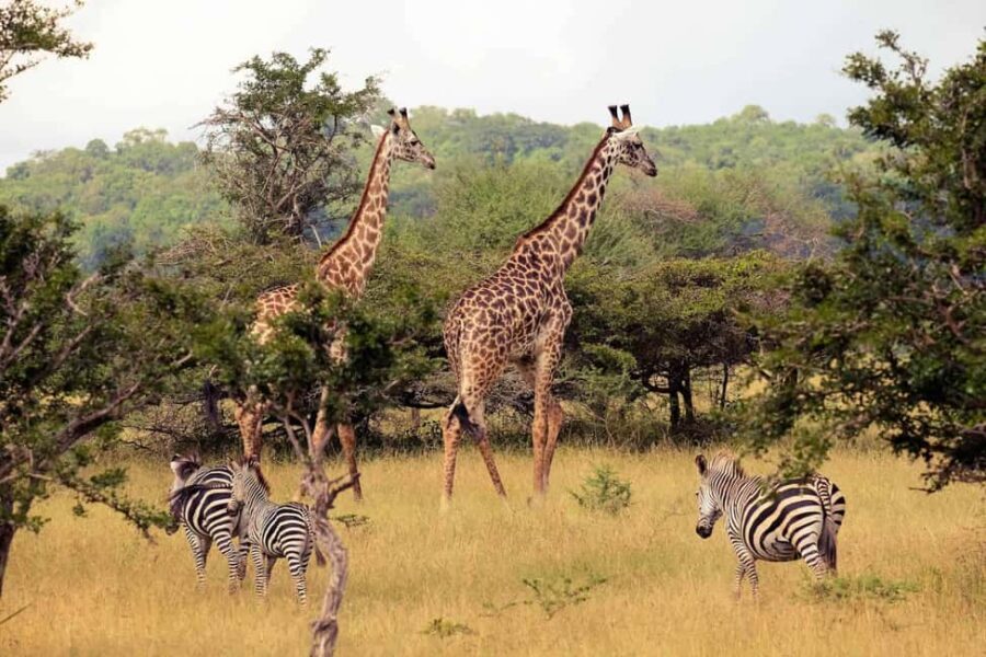 Nyerere National Park: Day Flying Safari from Zanzibar - Why This Tour Offers Great Value