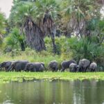 Nyerere National Park: Fly-in fly-out Luxury Safari - Who Will Love This Safari?