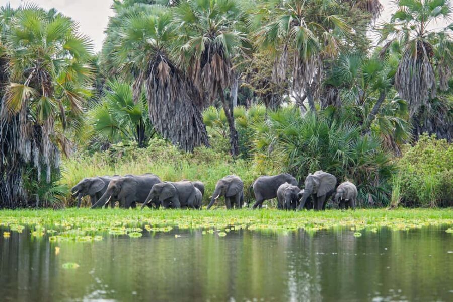 Nyerere National Park: Fly-in fly-out Luxury Safari - Who Will Love This Safari?