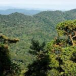 Nyungwe Forest: Zipline Adventure and Canopy Walkway - Practical Details and What to Expect