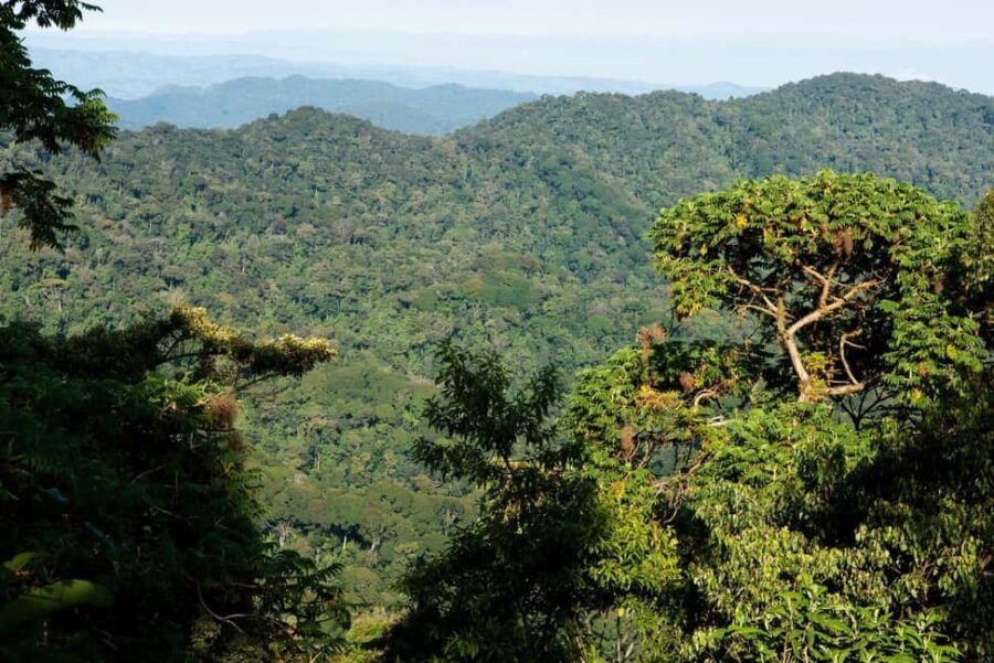 Nyungwe Forest: Zipline Adventure and Canopy Walkway - Practical Details and What to Expect
