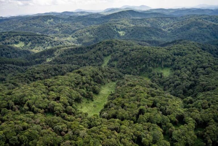 NYUNGWE: Nyungwe National Park Canopy Walk - Is the Price Worth It?
