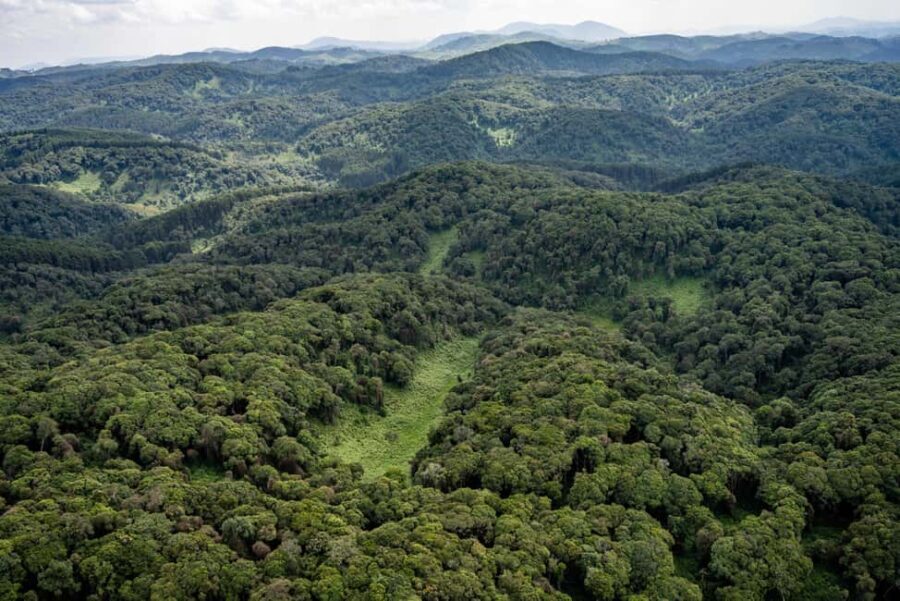 NYUNGWE: Nyungwe National Park Canopy Walk - Is the Price Worth It?