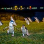 Oamaru: Penguins Evening Viewing Ticket - Final Thoughts: Who Will Love This Tour?