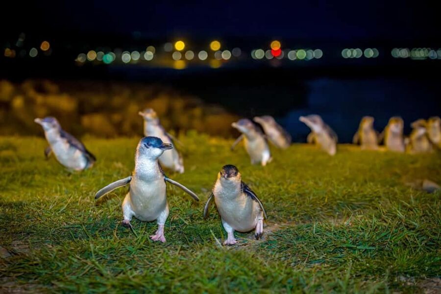 Oamaru: Penguins Evening Viewing Ticket - Final Thoughts: Who Will Love This Tour?