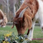 Oberon: Breaky with The Crew - Animal Lover Experience! - The Sum Up