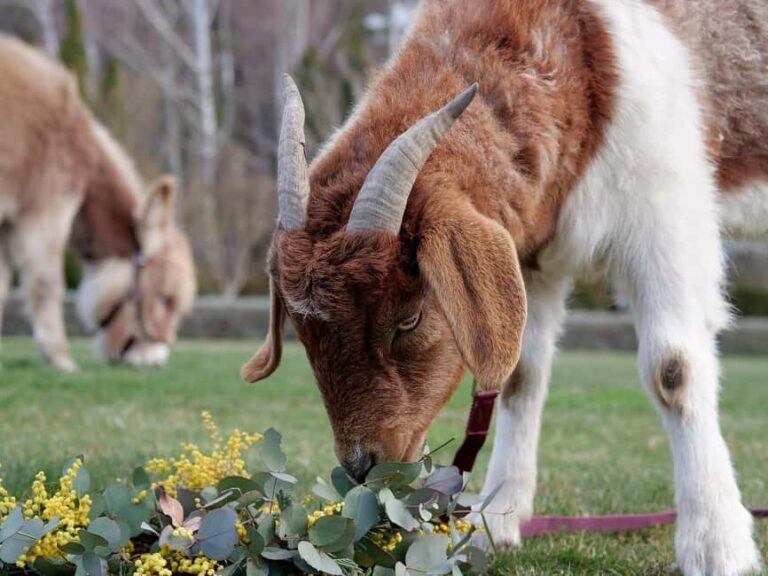 Oberon: Breaky with The Crew - Animal Lover Experience! - The Sum Up