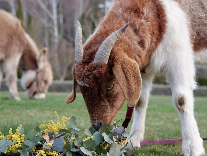 Oberon: Breaky with The Crew - Animal Lover Experience! - The Sum Up