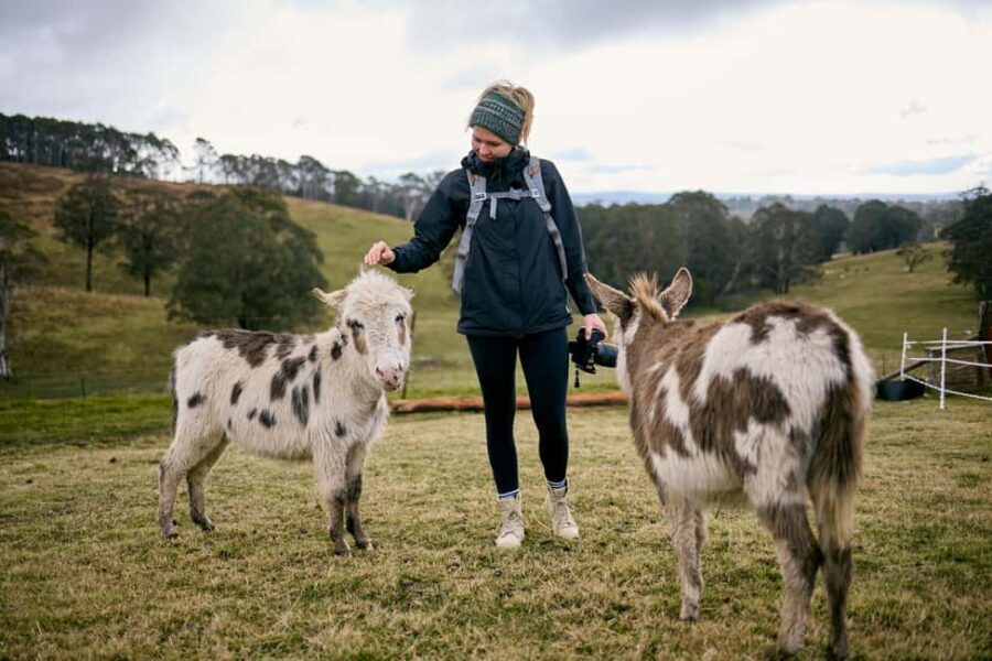 Oberon: Kenzell Farm Tour  A Hands-On Animal Adventure! - The Itinerary Breakdown