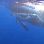 Observe and Swim with Whales in Tahiti - Who Will Love This Tour?