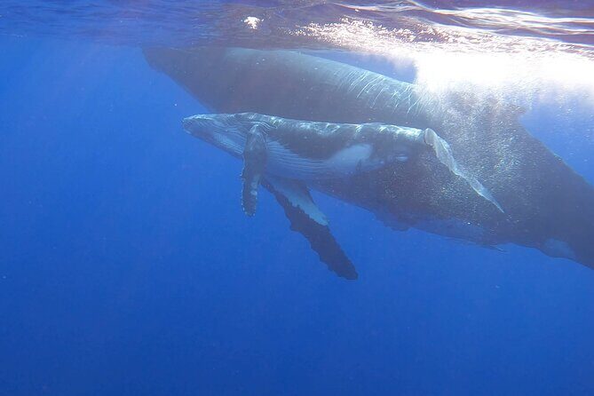 Observe and Swim with Whales in Tahiti - Who Will Love This Tour?