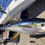 Offshore fishing around the Teahupo'o wave - FAQs