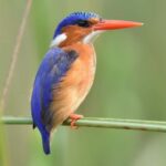 Okavango Delta: Tour with game drives & mokoro trips - Practical Aspects: What Travelers Should Know