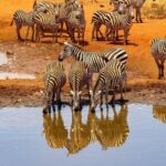 Ol Pejeta Conservancy Day tour & Game Drive from Nairobi - Other Wildlife and Rare Sightings