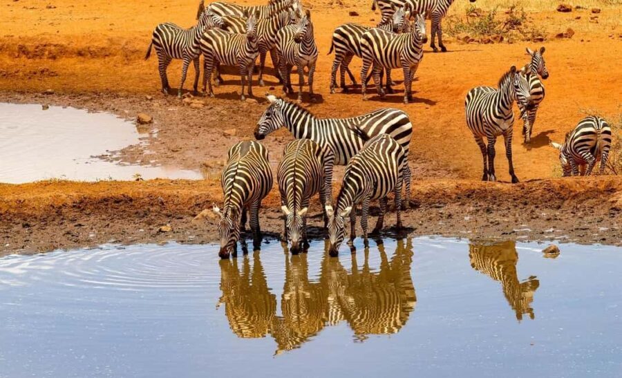 Ol Pejeta Conservancy Day tour & Game Drive from Nairobi - Other Wildlife and Rare Sightings
