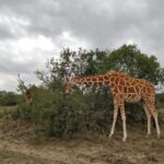 Ol Pejeta Half Day Gamedrive - What’s Included & What’s Not