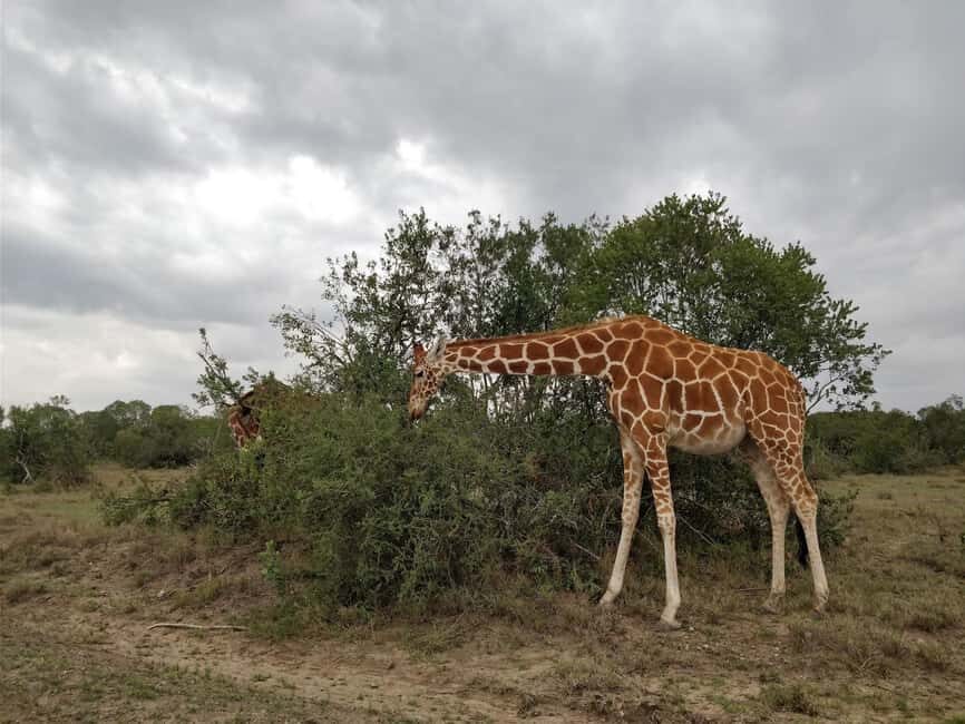 Ol Pejeta Half Day Gamedrive - What’s Included & What’s Not