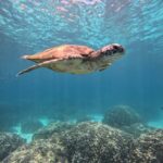 Oman: Snorkeling Trip at Daymaniyat Islands - Frequently Asked Questions (FAQs)