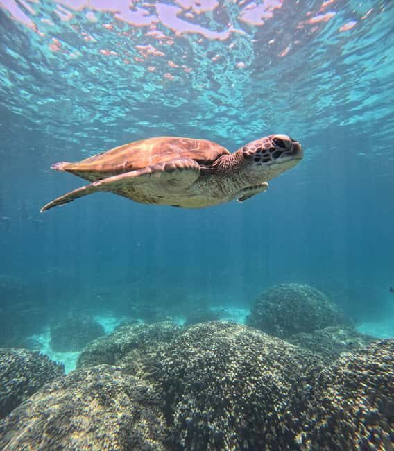 Oman: Snorkeling Trip at Daymaniyat Islands - Frequently Asked Questions (FAQs)