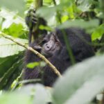 One Day Bwindi Impenetrable Forest Gorilla Trek Tour - The Gorilla Trek: What to Expect