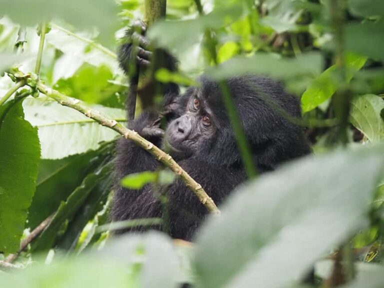 One Day Bwindi Impenetrable Forest Gorilla Trek Tour - The Gorilla Trek: What to Expect