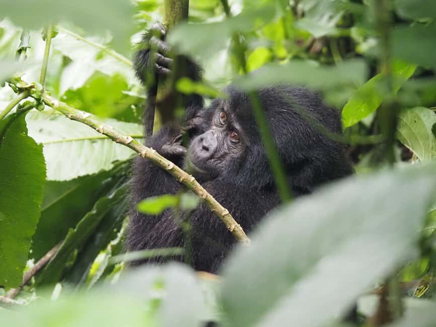 One Day Bwindi Impenetrable Forest Gorilla Trek Tour - The Gorilla Trek: What to Expect