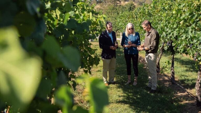 Orange: Explore with Swinging Bridge - Guided Tour & Tasting - Why This Tour Works