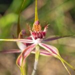 Orchids and Wildflowers Photographic Day tour from Perth - The Sum Up