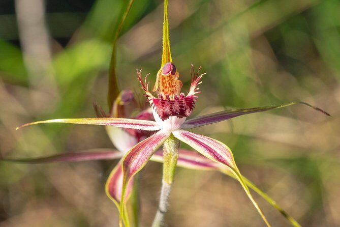 Orchids and Wildflowers Photographic Day tour from Perth - The Sum Up