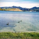 Otago Peninsula Scenery & Little Blue Penguin tour - In-Depth Look at the Tour Experience
