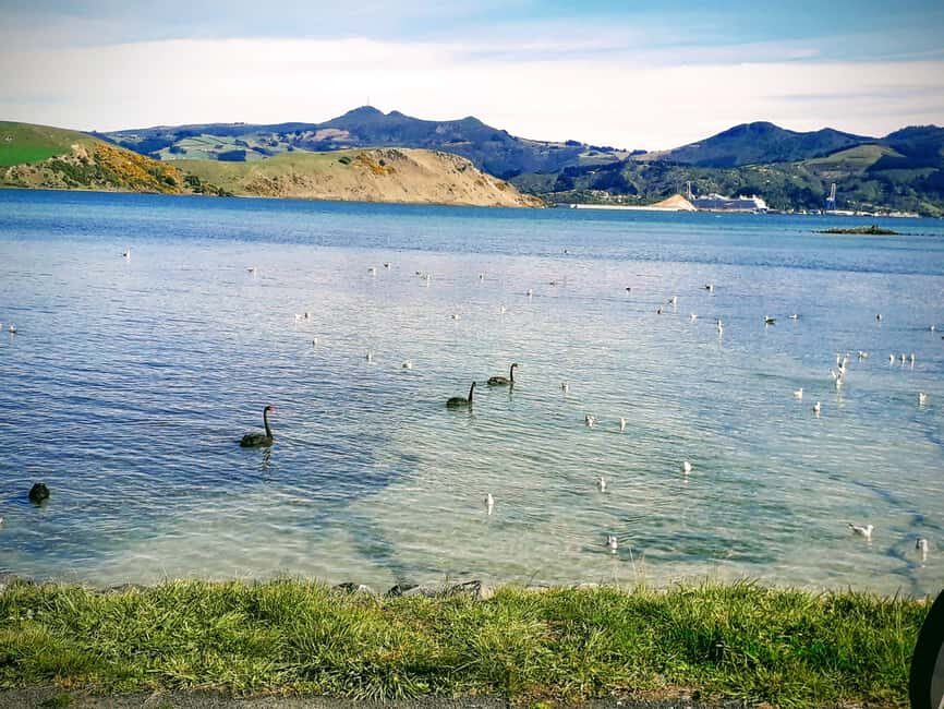 Otago Peninsula Scenery & Little Blue Penguin tour - In-Depth Look at the Tour Experience