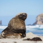Otago Peninsula Wildlife Tour & Cruise - What We Think About the Tour Price and Overall Value