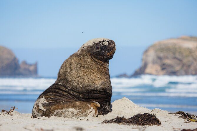 Otago Peninsula Wildlife Tour & Cruise - What We Think About the Tour Price and Overall Value