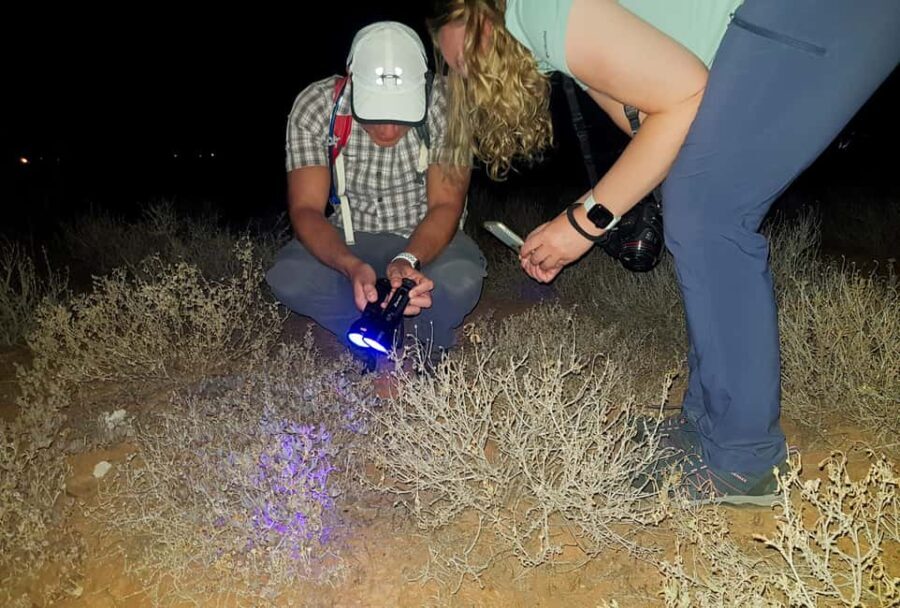 Oudtshoorn: Night Time Nature Walk - The Sum Up