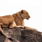 Our Top-Best 3-day Tanzania Joining Group Safari - Day 1: Exploring Tarangire National Park