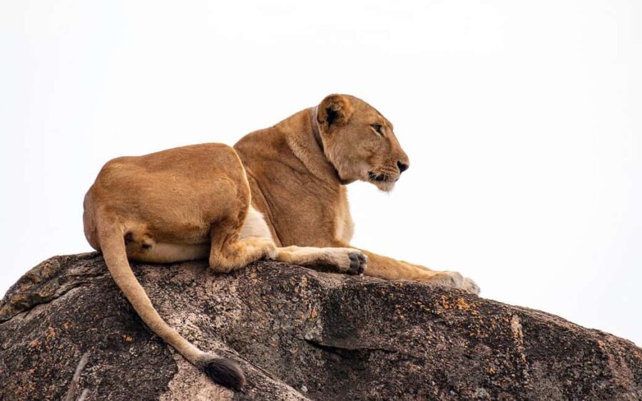 Our Top-Best 3-day Tanzania Joining Group Safari - Day 1: Exploring Tarangire National Park