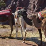 Ourika valley And Oulmes River day trip & Camel all Included - Detailed Review of the Experience