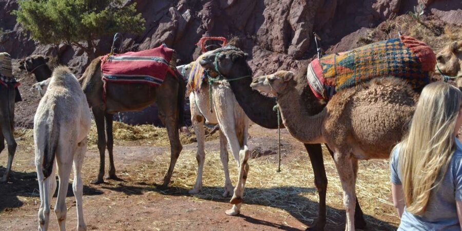 Ourika valley And Oulmes River day trip & Camel all Included - Detailed Review of the Experience