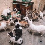 Ourika Valley: Hike, Waterfalls, Berber Villages - Visiting Berber Markets and Villages