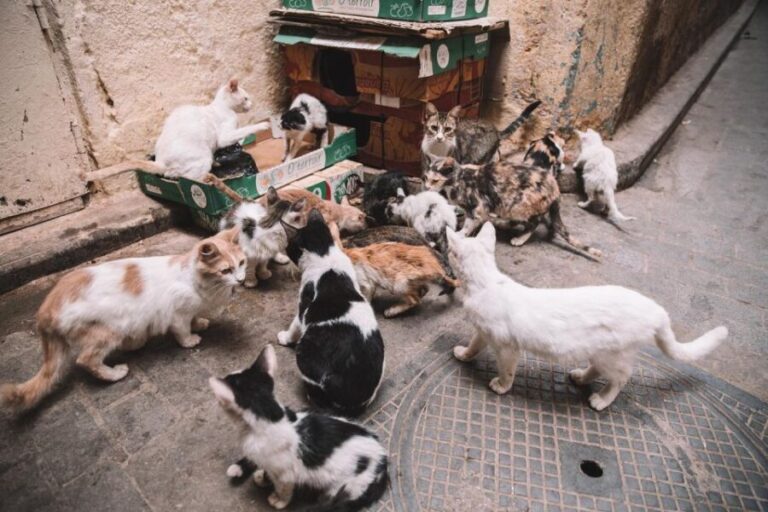 Ourika Valley: Hike, Waterfalls, Berber Villages - Visiting Berber Markets and Villages