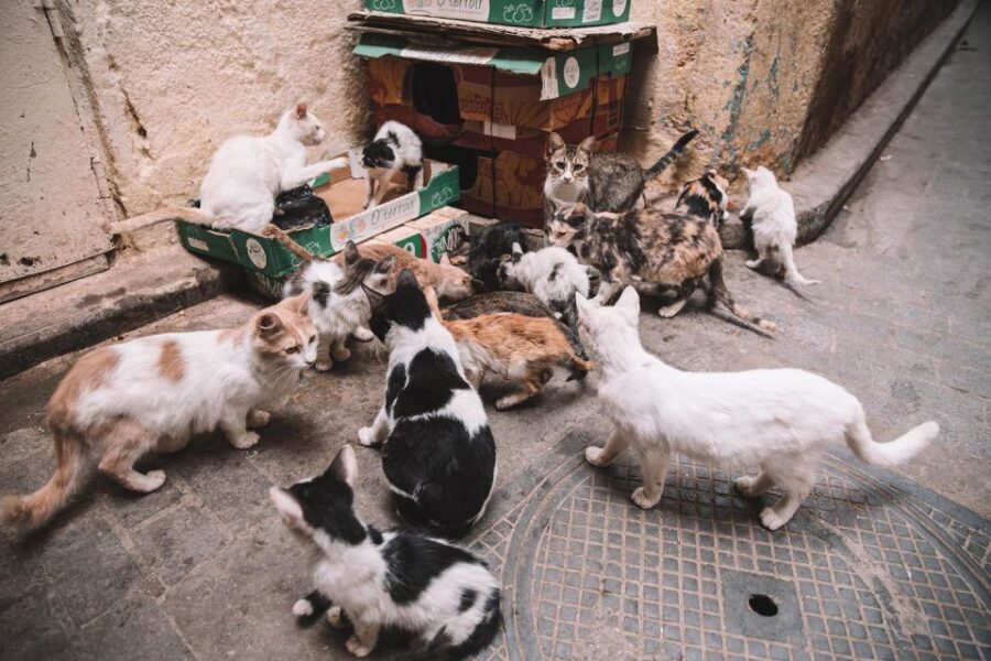 Ourika Valley: Hike, Waterfalls, Berber Villages - Visiting Berber Markets and Villages