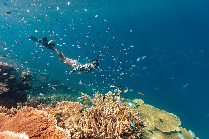 Outer Great Barrier Reef Snorkel Adventure in Airlie Beach - Introduction to the Outer Great Barrier Reef Snorkel Experience